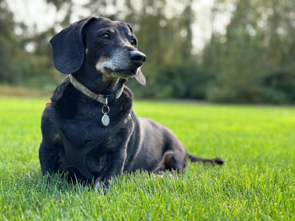 Milo